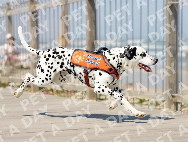 Dalmatian Beach Patrol Dog Sprinting