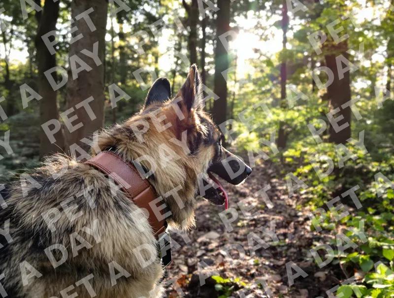 German Shepherd's Sunny Forest Adventure
