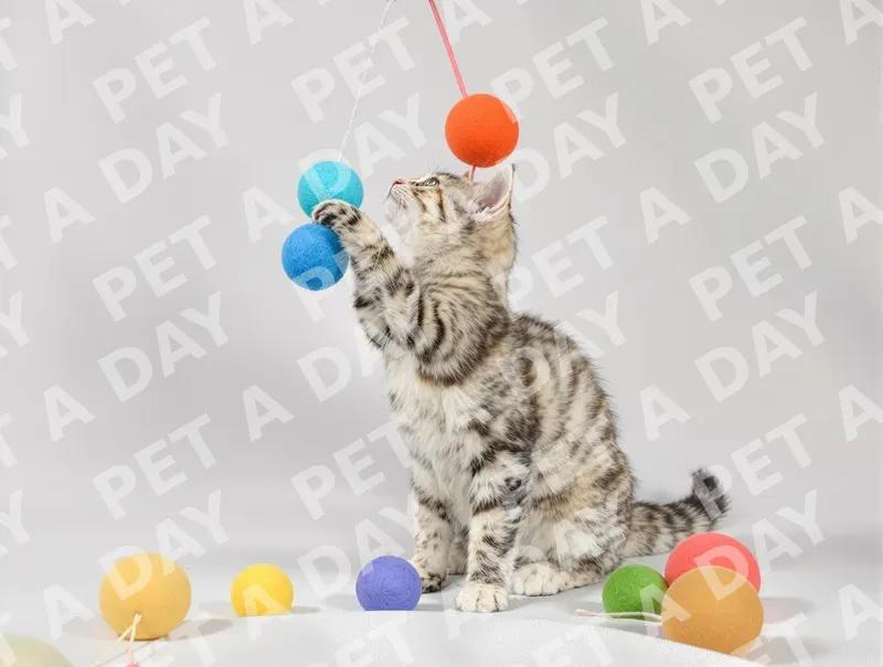 Playful Tabby Kitten Swatting Felt Balls