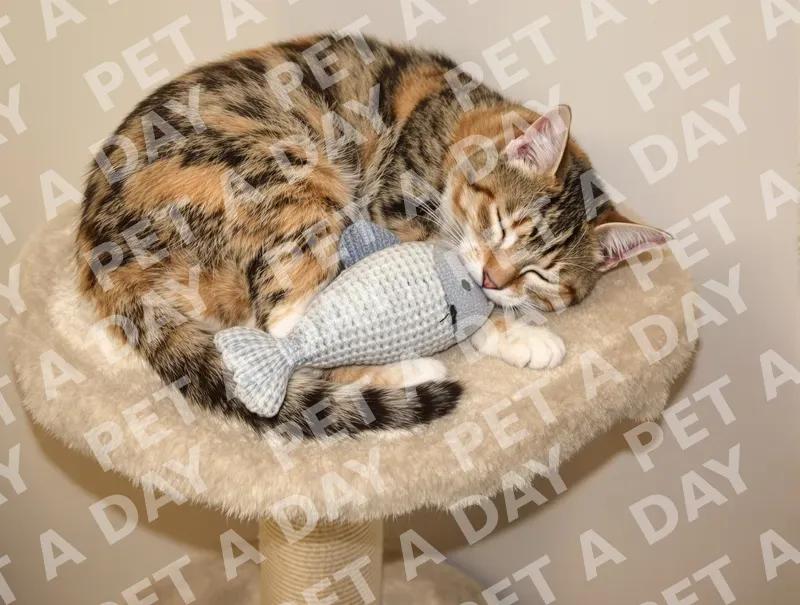 Peaceful Tabby Cat Napping with Fish Toy