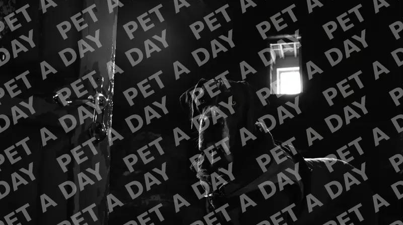 Great Dane's Profound Gaze in Dark Barn