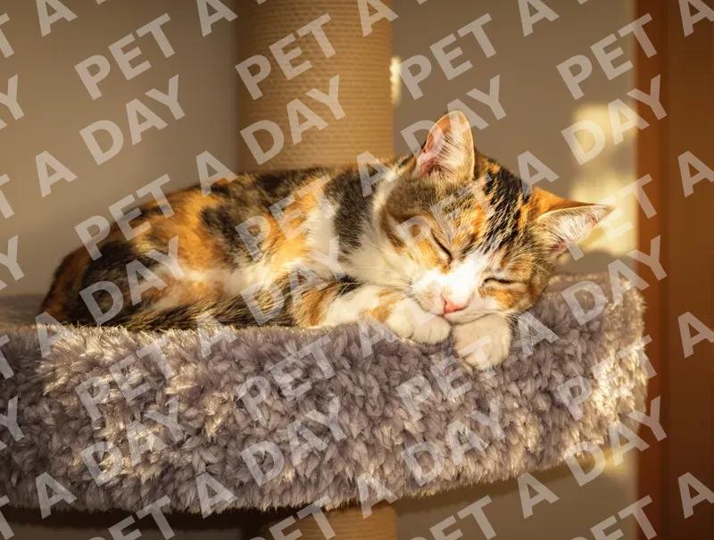 Calico Tabby Cat Napping in Golden Hour Sun