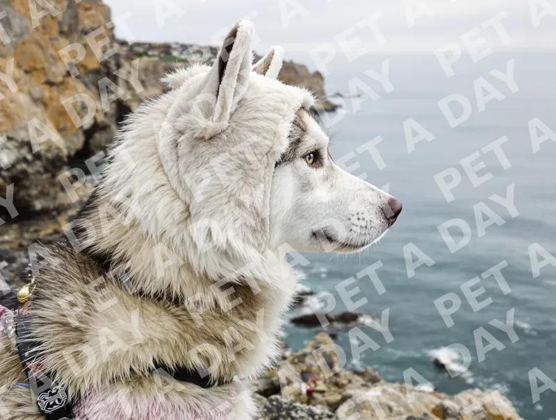 Husky in Polar Bear Hat on Coastal Bluff