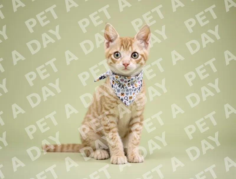 Adorable Tabby Kitten in Stylish Bandana