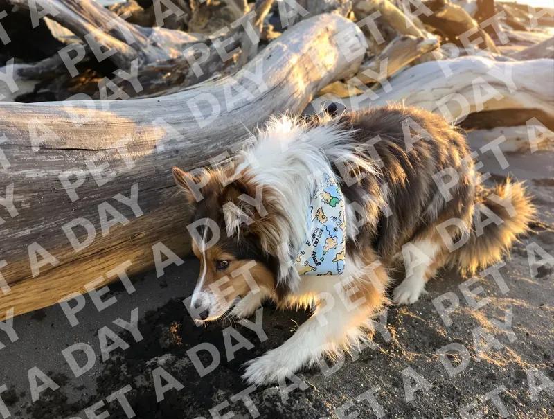 Shetland Sheepdog Digging for Treasure at Golden Hour