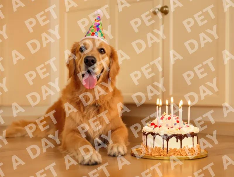 Golden Retriever's Happy Birthday Celebration