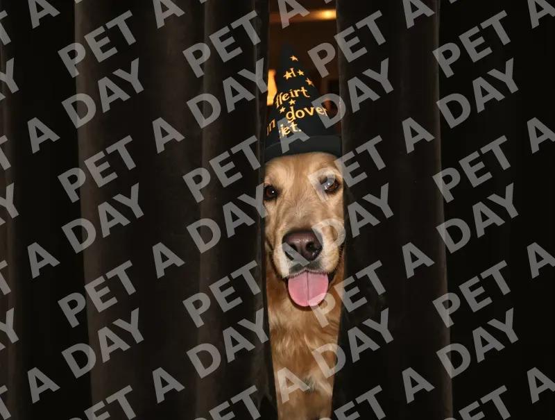 Curious Wizard Dog Peeking from Curtains