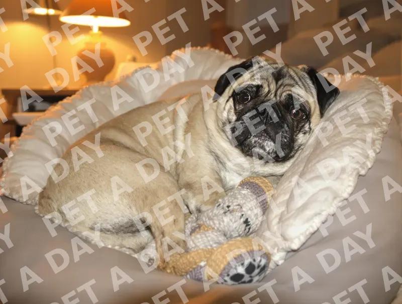 Contented Pug Resting in Warm Lamp Light