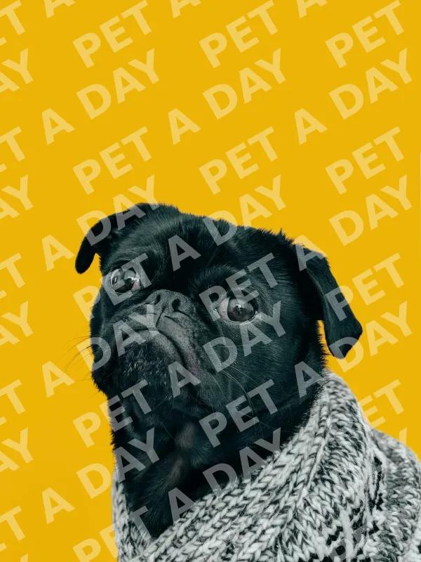 Pug on City Sidewalk