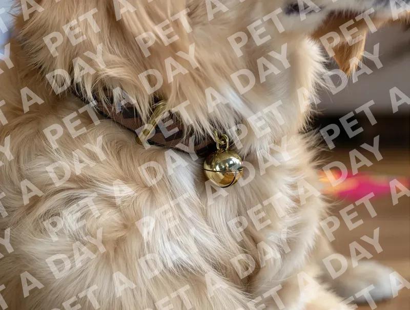 Golden Retriever's Collar with Golden Bell