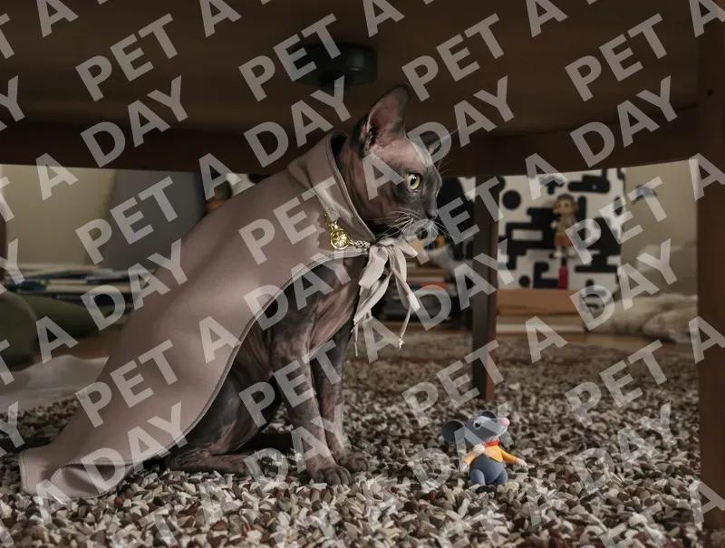 Regal Sphynx Cat Stalks Toy Mouse