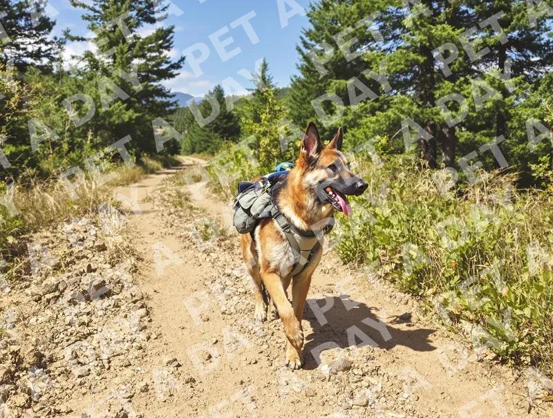 German Shepherd Hiking Adventure on Forest Trail