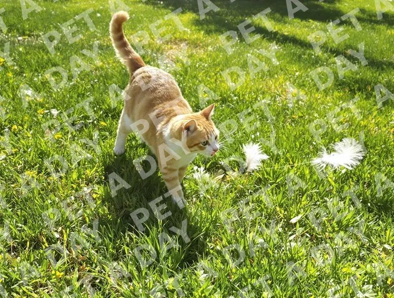 Playful Orange Cat Chasing Feather Toy