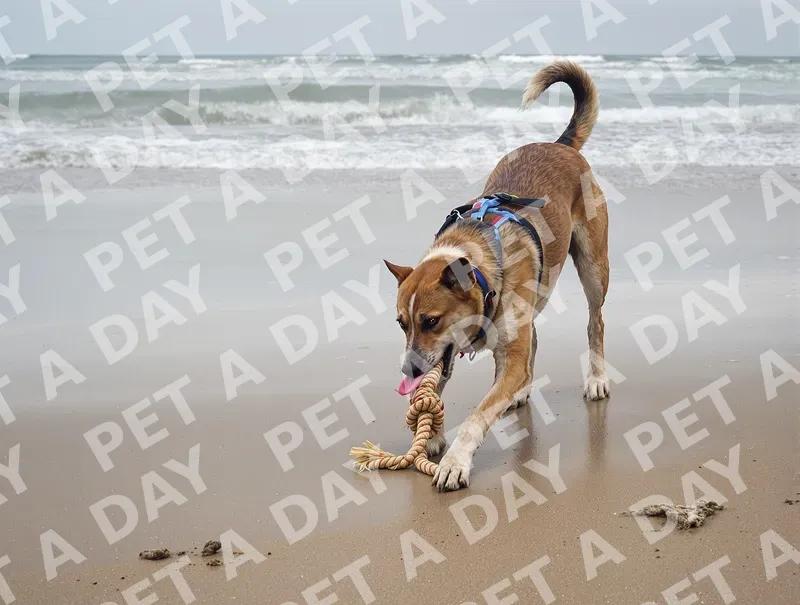 Playful Dog Enjoys Beach Tug-of-War