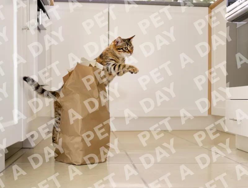 Playful Bengal Cat Leaping into Paper Bag