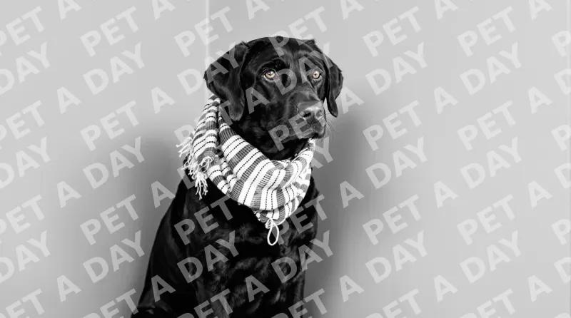 Pensive Black Labrador in Striped Scarf