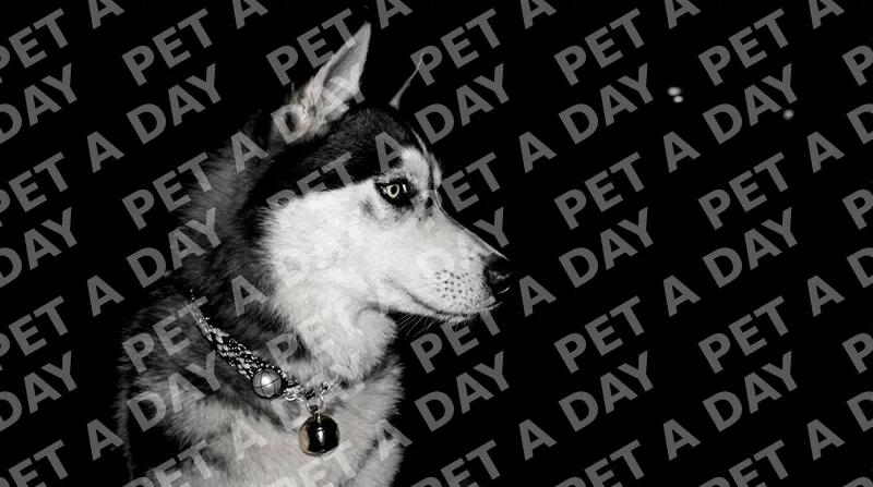 Regal Siberian Husky with Bell Collar