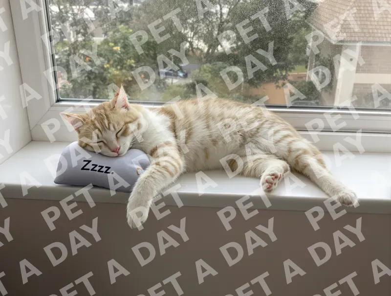 Sweet Dreams on the Windowsill