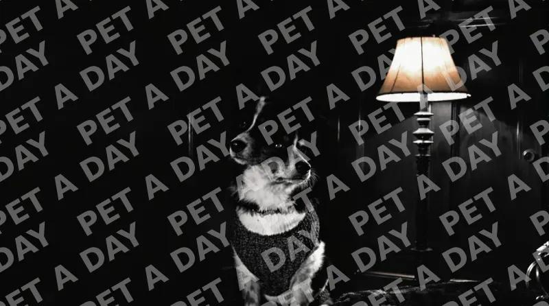 Observant Border Collie in Den Light