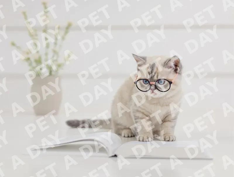 Smart Kitten Reading a Book in Glasses
