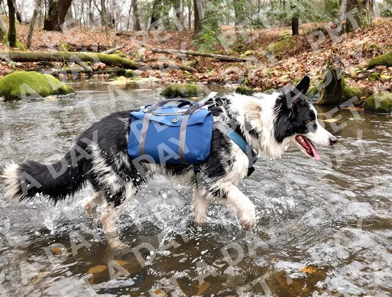 Adventurous Border Collie Splashing in Stream