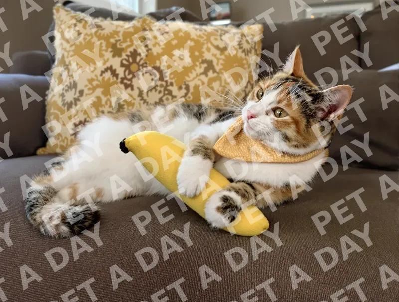 Calico Cat Playfully Hugging Banana Toy