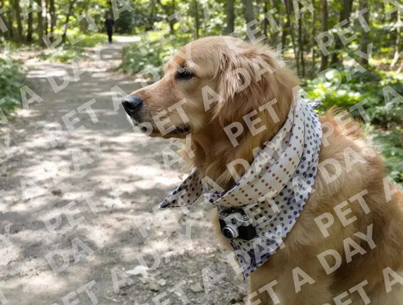 Golden Retriever Photographer on a Wooded Path