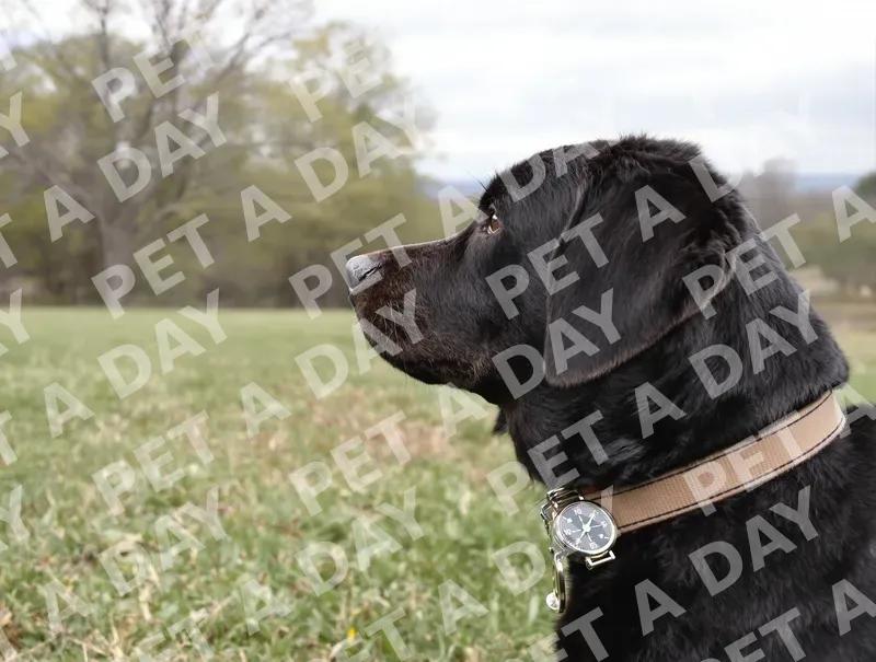 Black Lab with Compass Explores Park