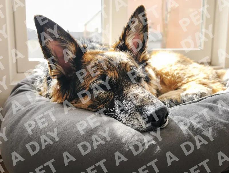 Peaceful Senior German Shepherd Napping in Sunlight