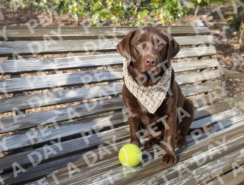 Patient Chocolate Lab on Park Bench