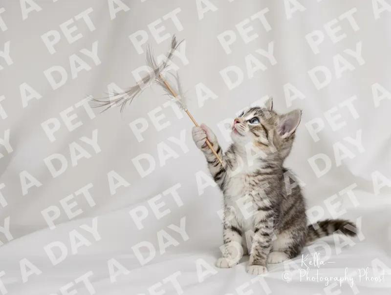 Playful Kitten Swatting Feather Wand