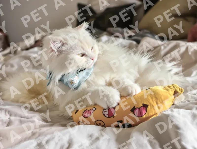Fluffy White Cat Playfully Tackling Toy