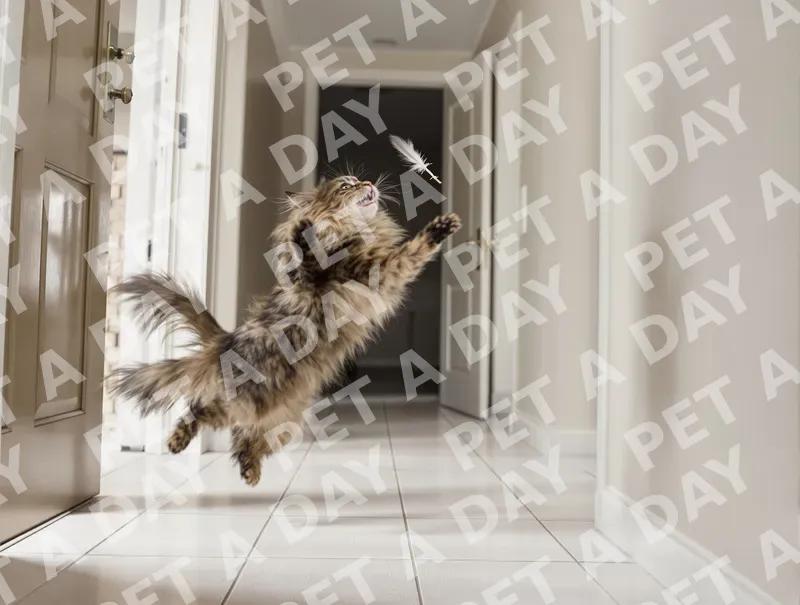 Playful Cat Leaping for Feather Toy