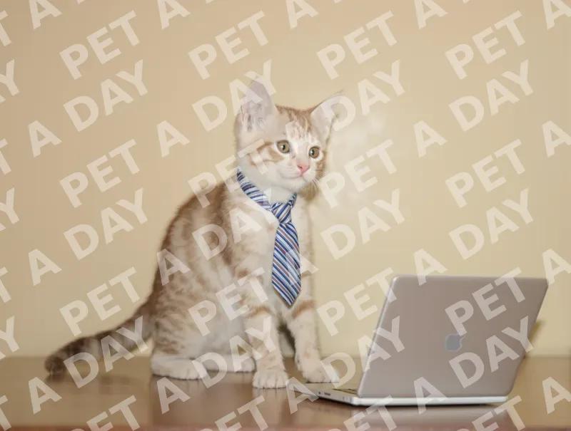 Tiny Executive Kitten at the Laptop