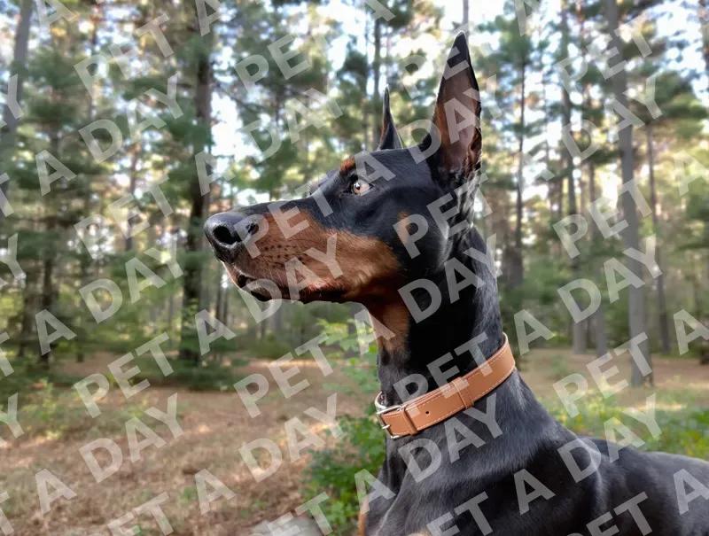 Alert Doberman in Pine Forest Sunlight