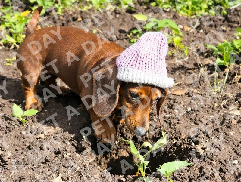 Enthusiastic Dachshund Puppy Digging in Garden