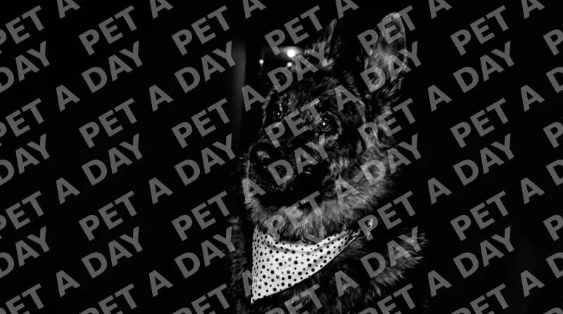 Thoughtful German Shepherd in Shadowed Hallway