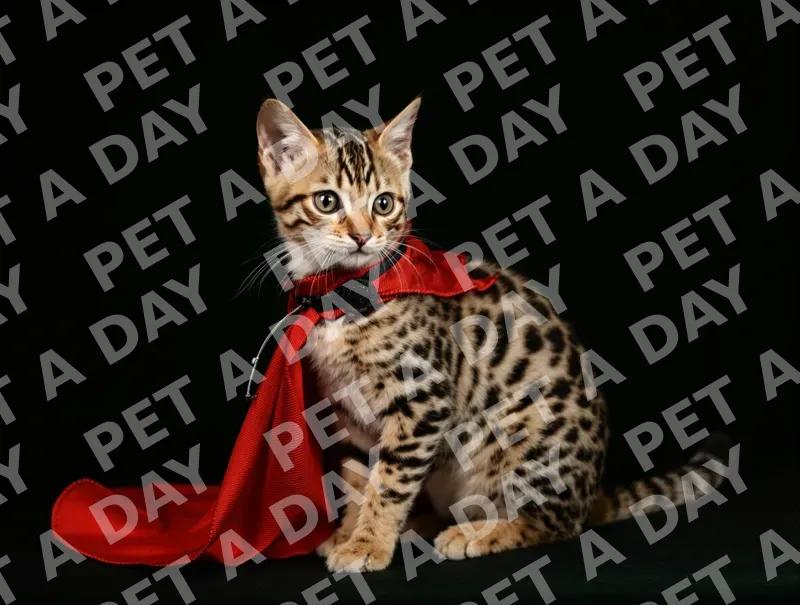Majestic Bengal Kitten in Red Cape