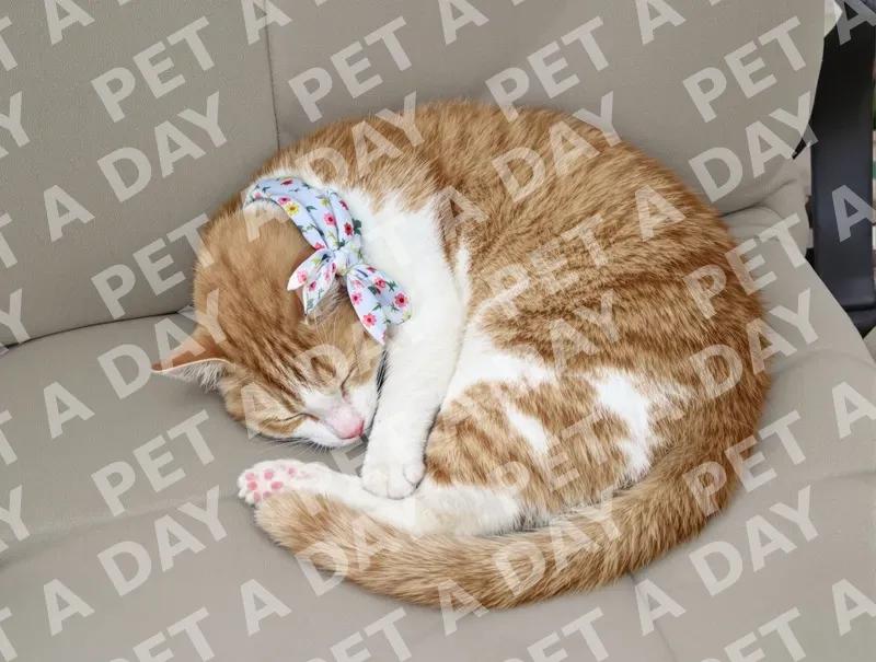 Peaceful Orange Tabby Cat in Floral Scarf
