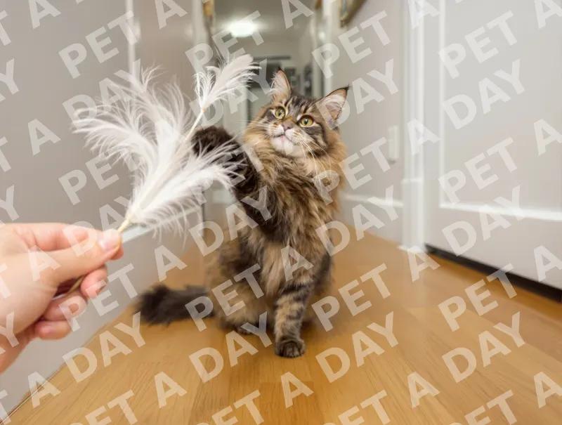 Playful Maine Coon Batting Feather Wand