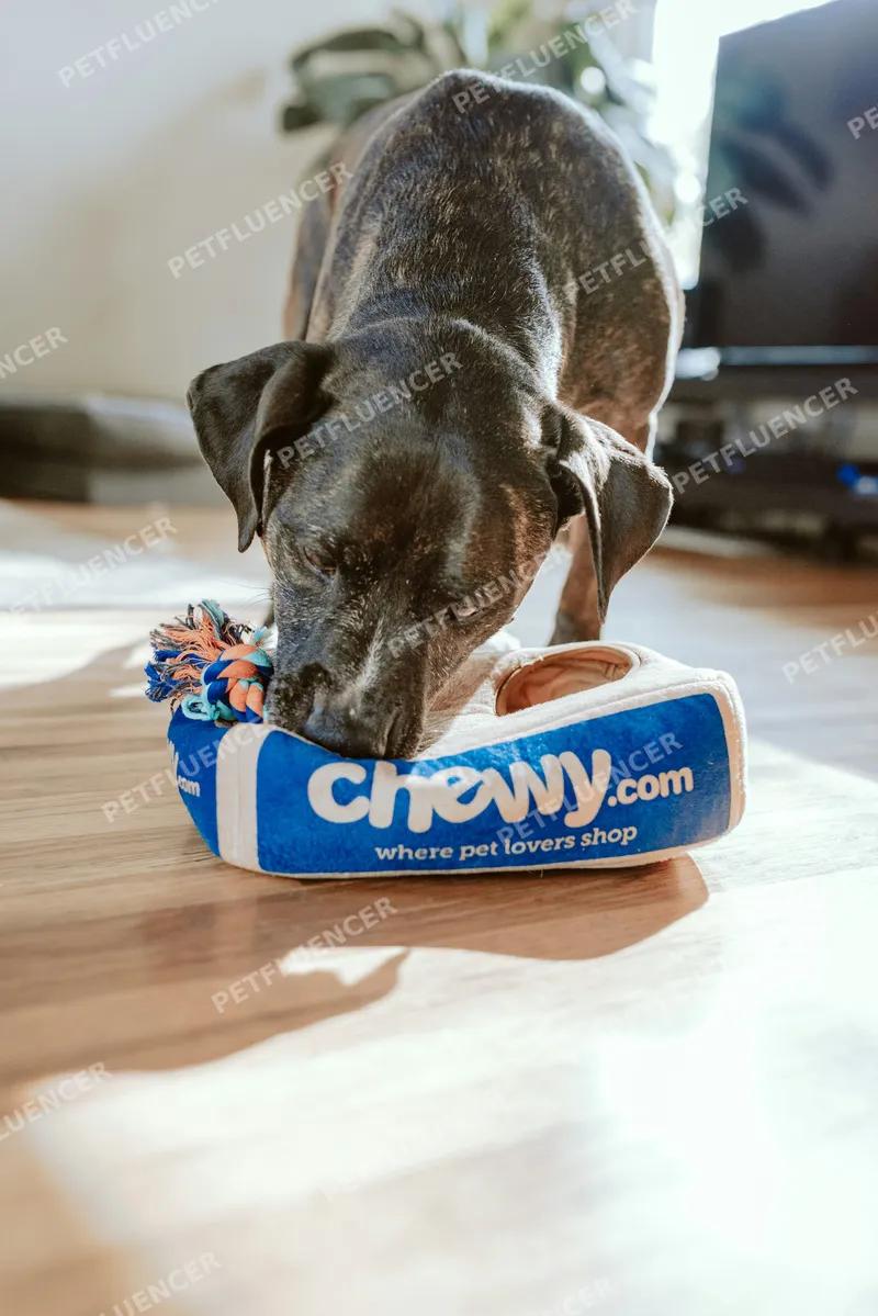 Two Puppies Cuddling