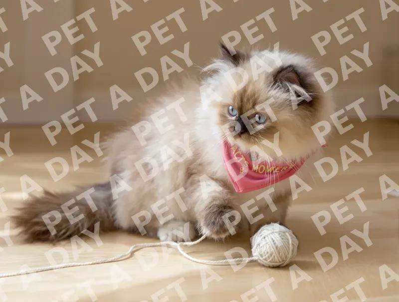 Playful Ragdoll Kitten with Yarn