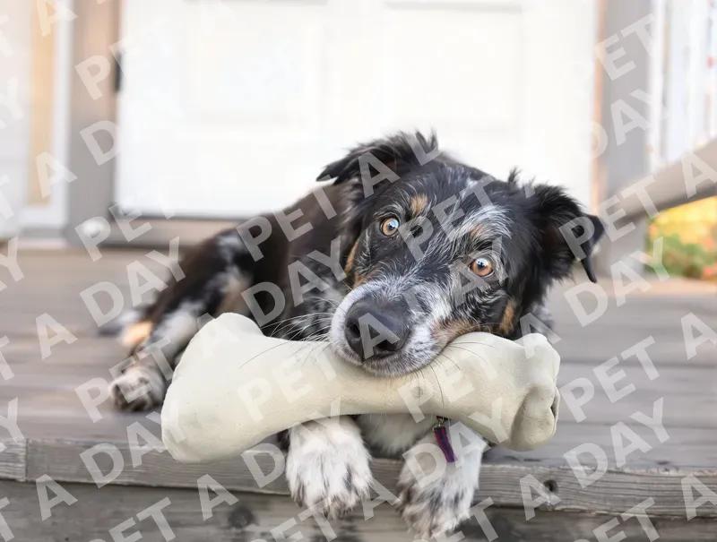 Attentive Border Collie with Favorite Bone Toy