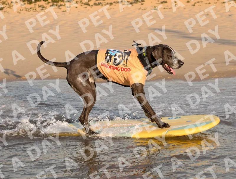 Great Dane Surfing on a Sunny Beach