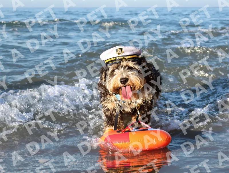 Captain Dog Retrieves Toy from Surf