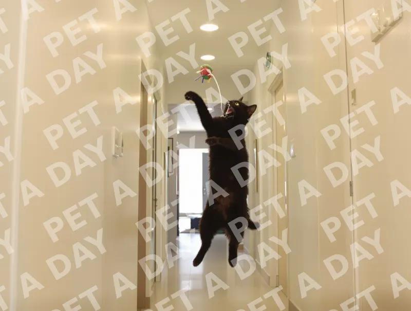 Playful Black Cat Leaps for Toy