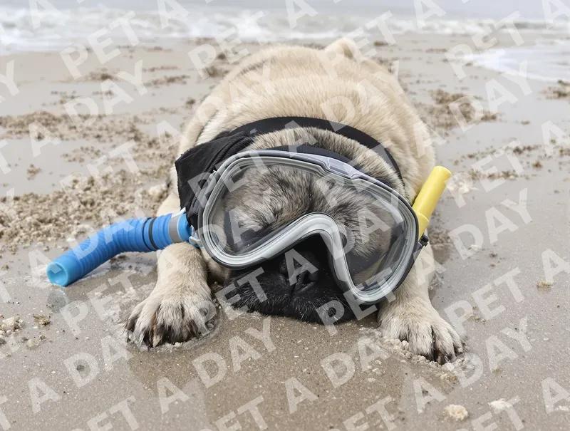 Snorkeling Pug Ready for Adventure