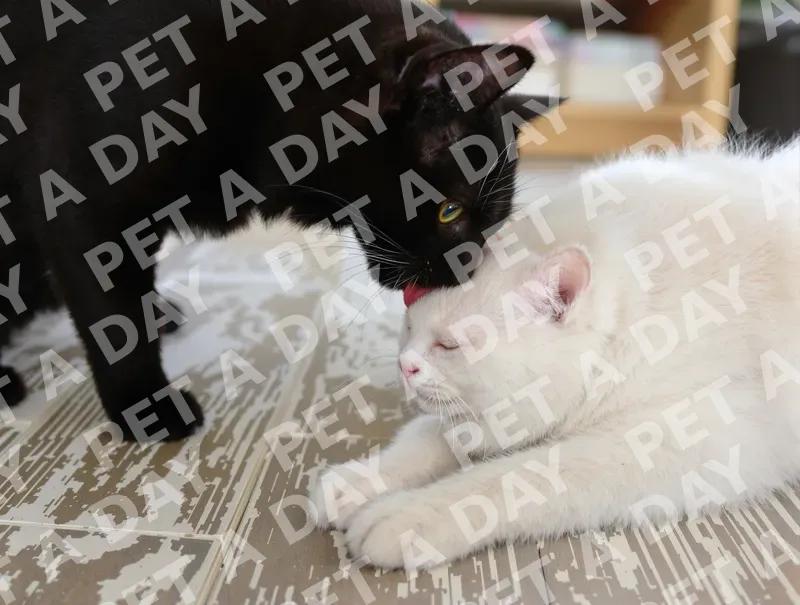 Affectionate Black Cat Licking White Cat
