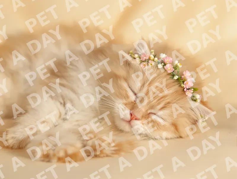 Sleeping Persian Kitten with Flower Crown