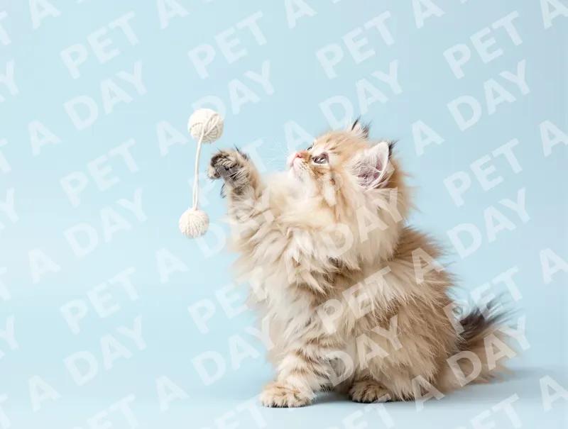 Fluffy Persian Kitten Playing with Yarn